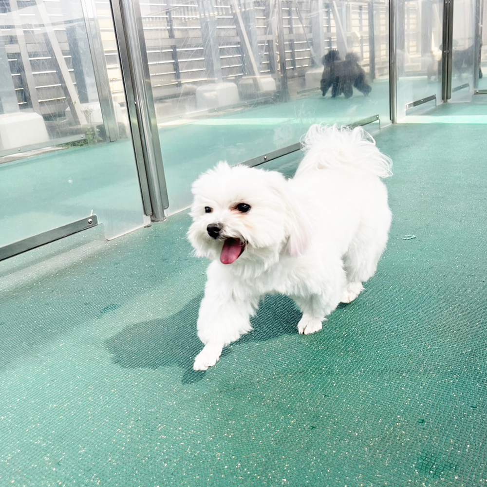 生徒が撮影したモデル犬たち♪①